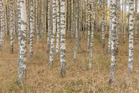 Birch forest. Birch Grove. White birch trunks. Autumn sunny forest. Sweden, selective focusの写真素材