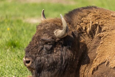 Portrait of a huge buffalo lie on the grass, resting after a hearty lunch.の写真素材