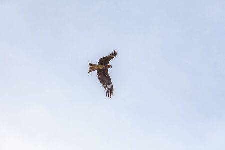 Falcon flies in the sky over the steppe of Altai Mountains, Mongoliaの写真素材