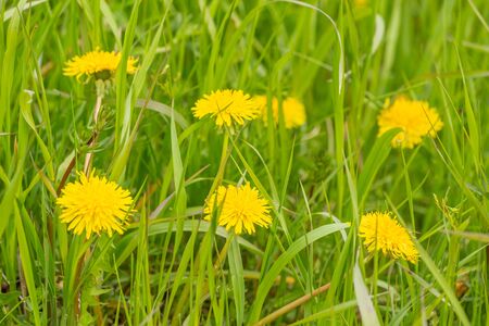Yellow dandelion flowers with leaves in green grass. Selective focus.の写真素材
