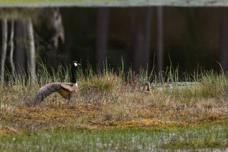 Mother canada goose with gossling sitting in a moss in a swamp. Mother goose spread her wings. Knuthojdmossen, Swedenの写真素材
