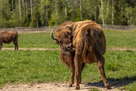 Bison surrounded by flies licks himself with his tongue.の写真素材