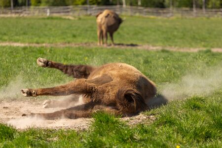 Buffalo lies in the dust in Sweden national park.の写真素材