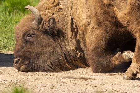 Buffalo in a green meadow in Sweden national park.の写真素材