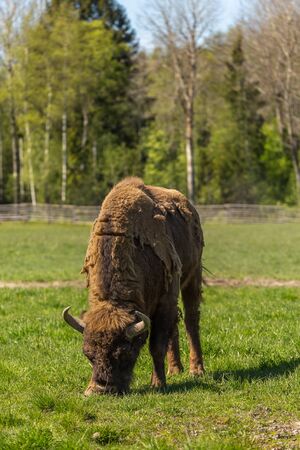 Portrait of a buffalo in a green meadow in Sweden national park.の写真素材