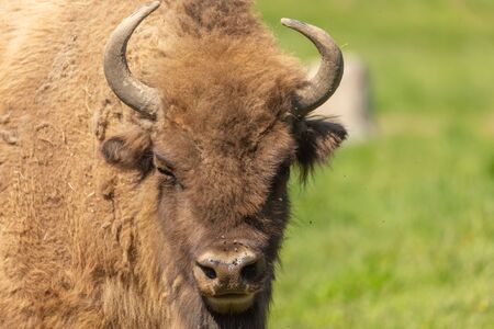 Bison surrounded by flies in a green meadow in Sweden national park.の写真素材