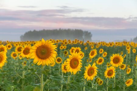 Sunflower natural background. Sunflower blooming. Close-up of sunflower, selective focusの写真素材