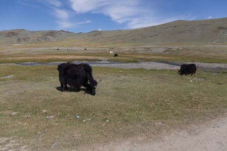 Yak pastures of Mongolia. High in the mountainsの写真素材