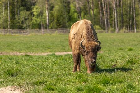A bison peacefully nips grass on the lawn.の写真素材