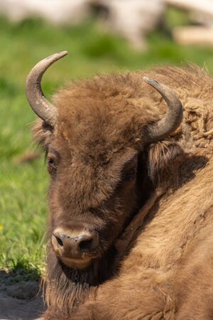 Portrait of a huge buffalo lie on the grass, resting after a hearty lunch.の写真素材