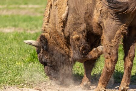 Bison during molting digs dry ground with a hoof in Sweden national park.の写真素材