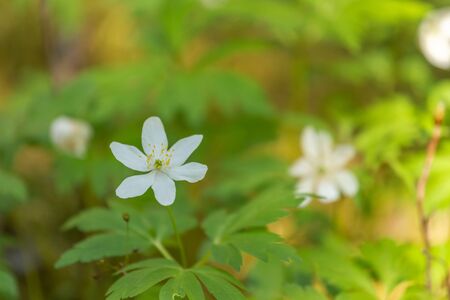 Little white meadow flowers in the rays of sunlight. Grow in early summer. Selective focus, blurred backgroundの写真素材