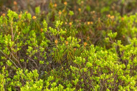 Ledum growing in a swamp. Medicinal plant poison for abuse. Selective focus, blurred backgroundの写真素材