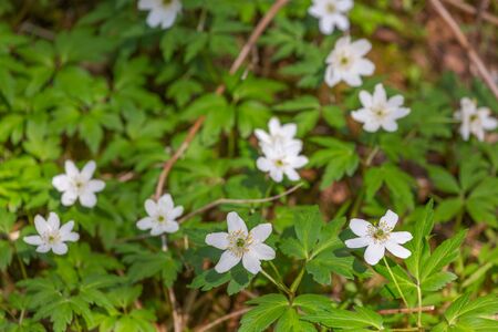 Little white meadow flowers in the rays of sunlight. Grow in early summer. Selective focus, blurred backgroundの写真素材