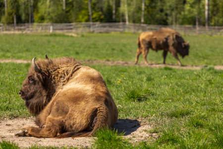 Herd of Bison on a green meadow in Sweden national park. Selective focusの写真素材