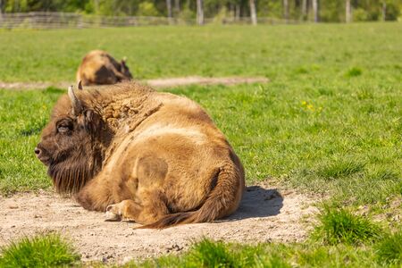 a huge buffalo lie on the grass, resting after a hearty lunch.の写真素材