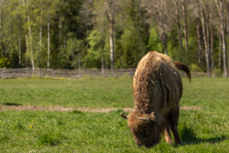 Bison on a green meadow in Sweden national park.の写真素材