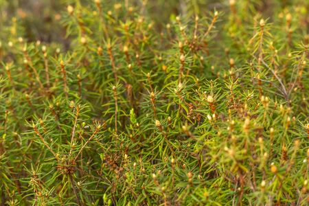 Ledum growing in a swamp. Medicinal plant poison for abuse. Selective focus, blurred backgroundの写真素材