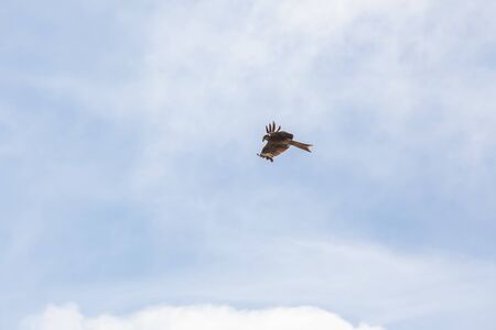 Falcon flies in the sky over the steppe of Altai Mountains, Mongoliaの写真素材