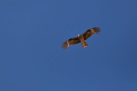 Falcon flies in the sky over the steppe of Altai Mountains, Mongoliaの写真素材