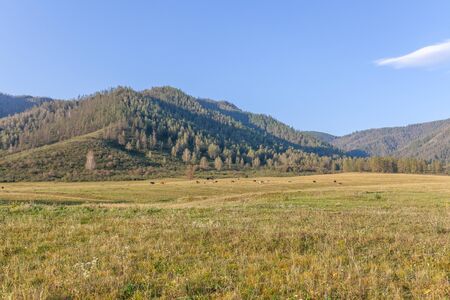 view of a herd of horses grazing peacefully. Folded hills under the blue sky. Shining landscape. Absolutely perfect picture. Sunny meadow. Altai Republic.Siberia. Russia.の写真素材