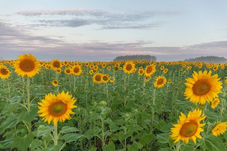 Sunflower field landscape close-up. selective focusの写真素材