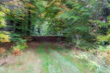 Abstract photo, forest road in summar photographed with different effects of motion and zoom. Colorful textured background. long shutter speed.の写真素材