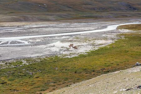 Nature of mongolia. Camels have a rest near the mountain river of the Mongolian Altaiの写真素材