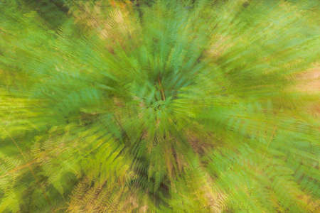 Abstract photo, fern in autumn photographed with different effects of motion and zoom. Colorful textured background. long shutter speed.の写真素材