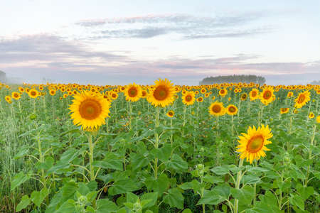 Sunflower field landscape close-up. selective focusの写真素材