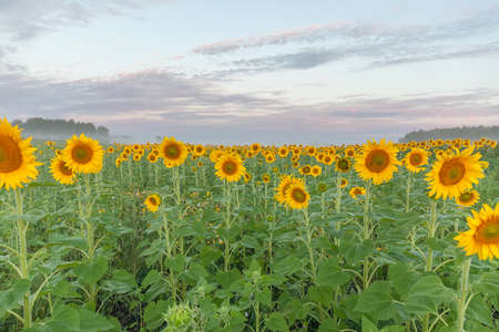colorful sunflower with bright blue sky. selective focusの写真素材