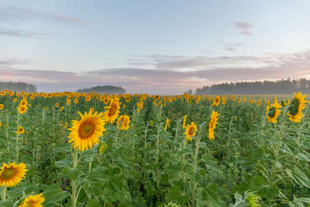 Sunflower field landscape close-up. selective focusの写真素材