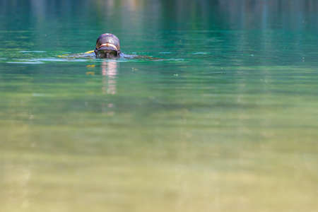 diver in mask plunges into the water, looks into the camera. Head on the surface.の写真素材
