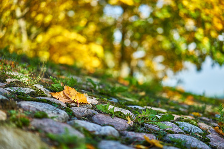 Leaves of the Fall on the Roadsideの写真素材