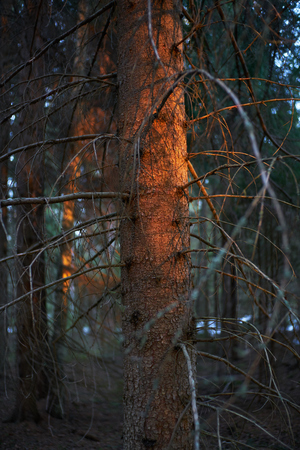 Last rays of the sun shining to tree in dark forestの写真素材