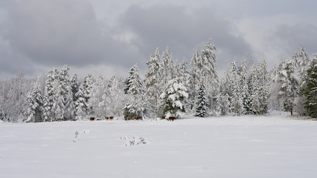 Snowy field and forest with cowsの写真素材