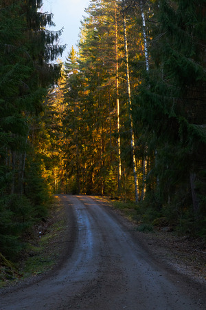Golden sunset shining through forestの写真素材