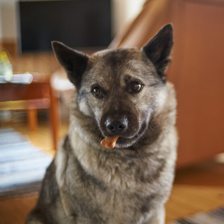Dog eating a cookieの写真素材
