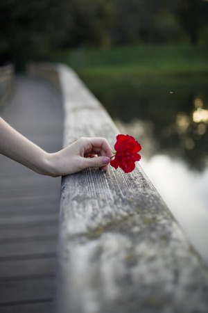 woman's hand laying on a bridge railing and  holding a red flower in blured summer evening backgroundの写真素材