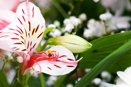 Flower white-pink lily with a bud and leaves in a bouquetの写真素材