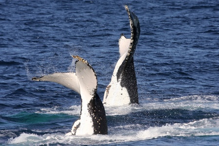 Two humpback whales waving their tails during the annual migration, Port Stephens, AustraliaPort Stephensの写真素材