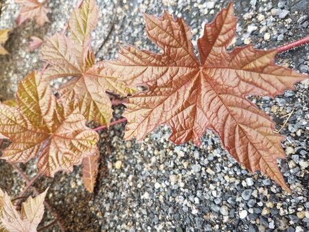 leaf on roadの写真素材