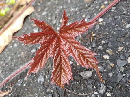 leafの写真素材