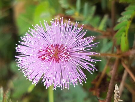 flowerの写真素材