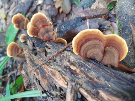 forest in south of thailandの写真素材