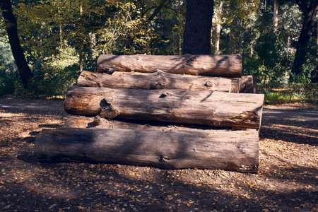 Large logs cut in the middle of the forest. Deforestation and logging. Abandoned nature sessionの写真素材