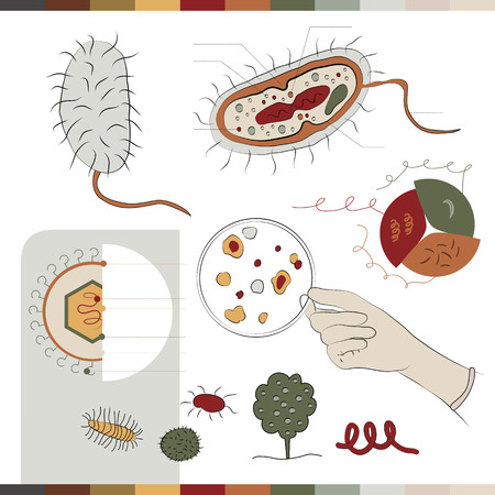 This illustration is about the appearance of the bacteria.Here you can see how does the bacteria looks inside it's structure and components. Moreover you can also see a clear image of it.のイラスト素材