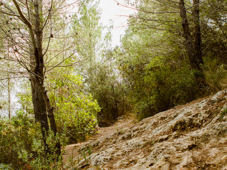 Rocky path in the forest on the Mediterranean coast of Spain.