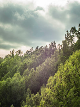 Pine trees in the mountains. Nature background. Toned.の写真素材