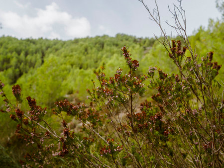 Blooming heather bushes in the forest on a cloudy day.の写真素材